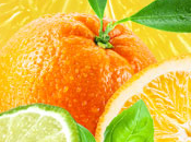 Cool Citrus Basil Type Fragrance