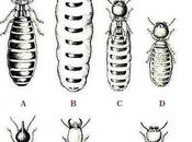 Termites Effectively