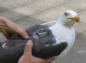 Smartbirds Understanding Gulls Behave Through High-tech Backpacks