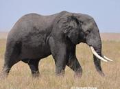 What Valour Killing Poor Animal with Sophisticated Weapons Legalised Trophy