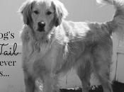 Golden Tail