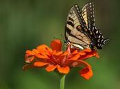 Late Summer Wonders Emily Carter Mitchell Nature Wildlife Photography