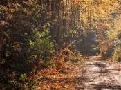 Wonders Forest Cooking Without Limits