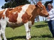 Cows Treated Here Downunder Australia