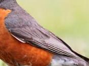“Birds Dewey-Humboldt, Arizona” Available