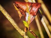 Travel Theme: Four Seasons Hastings, Decocraftsdigicrafts