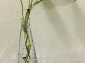 Life Lesson Moneyplant Taught Wellbeing Through Yoga