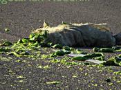 Vegetarian Roadkill