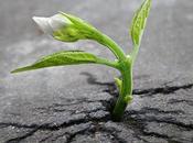 From Mourning Post Traumatic Growth