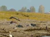 “Swan Woman” Flying Again After Injury Heartbroken News Swan Death