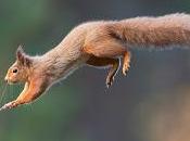 Return Reds Reintroduction Hope Iconic Species