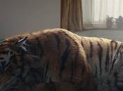 Tigers, Real, Robotic Quirky