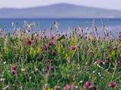Puts Scottish Machair