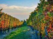 Langhe Leaves Autumn