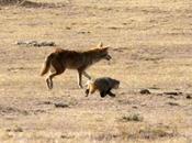Coyotes Badgers Hunt Together