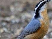 Red-breasted Nuthatch