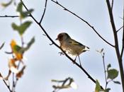 Wildlife Wednesday Flashes Gold