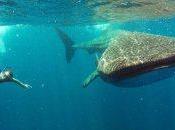 Swimming with Whale Sharks