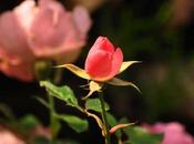 Wild Rose