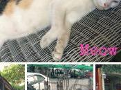 Caturday Cafe: Feline Date Bangkok