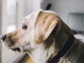 Tips Keeping Aging Pets Healthy