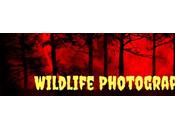 Outstanding Wildlife Photography Year 2k16