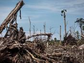 Deforestation: $906B Risk ‘Domino Effect’ Supply Chain