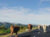 Mountain Traffic Madeira