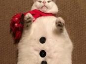 Cold Snowman Cats That Won’t Melt