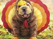 Tasty Looking Dogs Dressed Christmas Turkeys