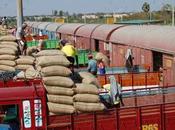 Rice Staple Food Contaminated Chinese Plastic Nigeria