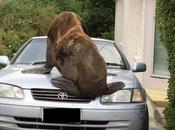 Damaged Seal Damage Payable Insurer