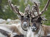 Tsaatan Nomads Mongolia Reindeer Herders