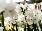 Friday Fotos: White, Longwood Gardens, December 2016