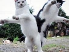 Cats Dancing Years Party