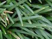 Plant Week: Ophiopogon Japonicus ‘Nanus’
