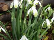 Glory Galanthus