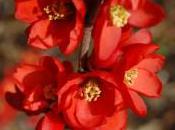 Plant Week: Chaenomeles Speciosa