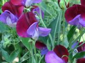 Sufficiency Sweet Peas