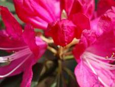 Plant Week: Rhododendron Arboreum