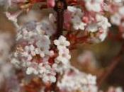 Plant Week: Viburnum Farreri