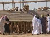 Camel Races