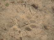 Myth Tiger (Corbett National Park)