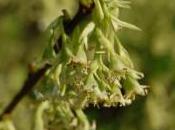 Plant Week: Oemleria Cerasiformis