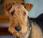 Featured Animal: Airedale Terrier
