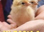 Publishers Weekly Review HATCHING CHICKS ROOM