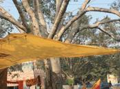 DAILY PHOTO: Tree Scene Pracheen Hanuman Mandir