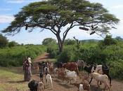 Natural History Lesson: Acacia Wood