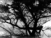 Left Hand Tree: Stories Spiritual Horror