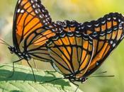 Else Looks Graceful Doing This